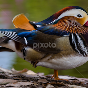 Mandarin On One Foot by David Hammond - Animals Birds
