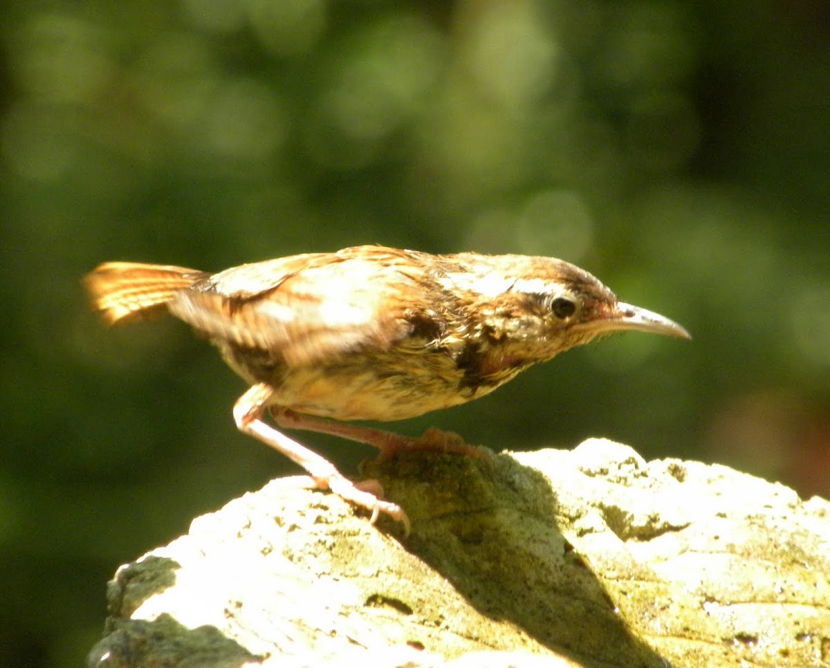 Wren