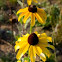 Black-eyed Susan 