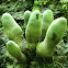 XYLARIA POLYMORPHA (Pers.)