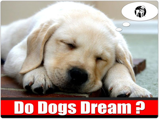 Do Dogs Dream