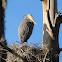 Nesting Great Blue Heron