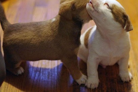 Free Download Puppy Dog HD Photo APK for Android