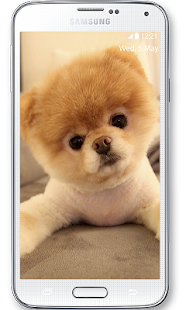 免費下載個人化APP|Boo Cutest Dog Wallpaper app開箱文|APP開箱王
