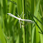 White Plume Moth