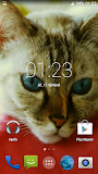 Beautiful Cat Video Wallpaper