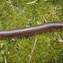 North American Millipede