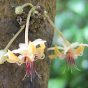 Cacao Flowers and Pods