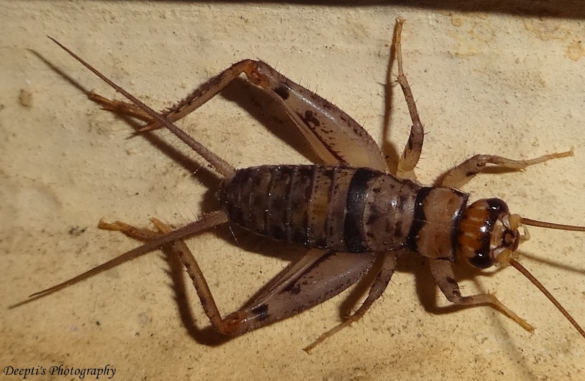 Tropical House Cricket Nymph