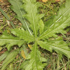 Candian Thistle