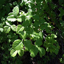 Poison oak