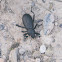 Armored Darkling Beetle