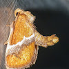Yellow-shouldered slug moth