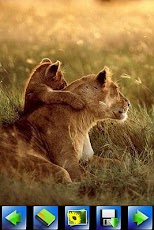 Wild animal Wallpaper