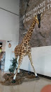 Airport Giraffe