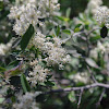 White-thorn Ceanothus