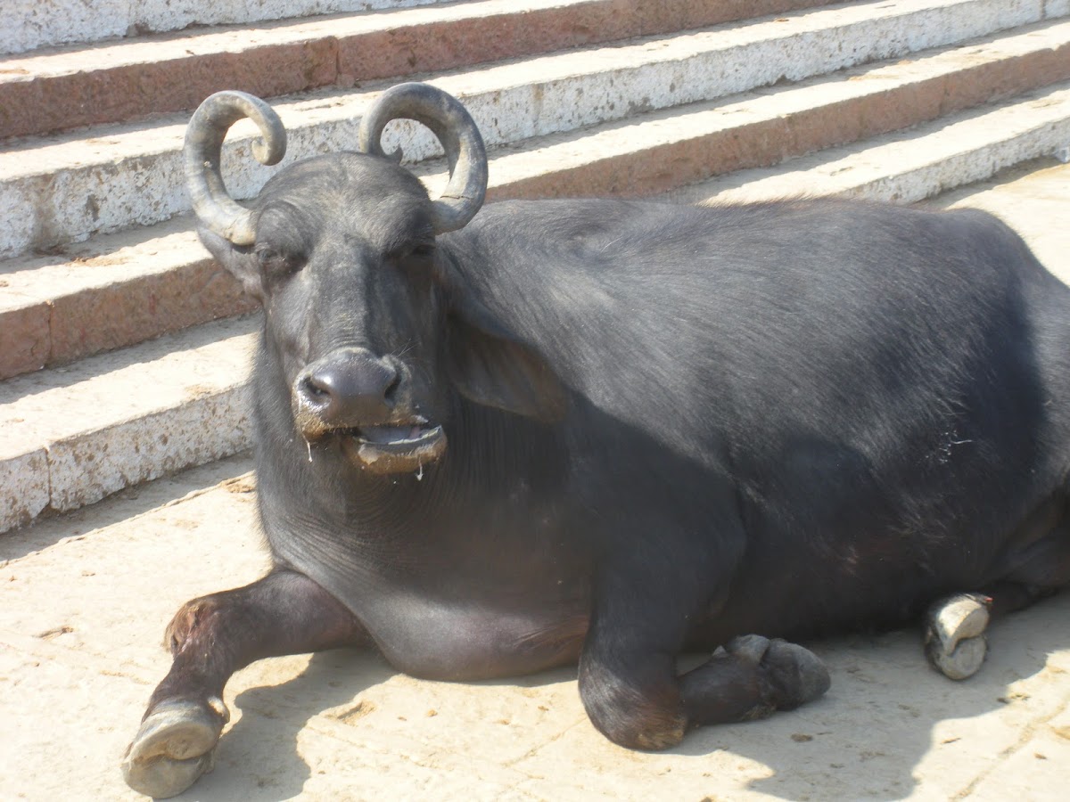 uncertain bull