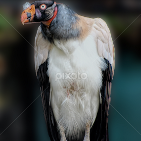 Scavenging bird of prey. by Dipali S - Animals Birds