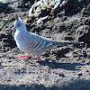 Crested Pigeon or Top Notch Pigeon