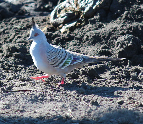 Crested Pigeon or Top Notch Pigeon Project Noah