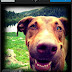 Snapbucket v2.1 apk