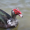 Muscovy Duck