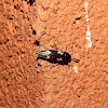 False Darkling Beetle