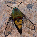 Pellucid Hawk Moth