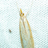 Pyraloideal Moth