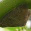 Ricaniid Planthopper