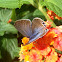 Mariposa canela estriada. Cinnamon striated butterfly