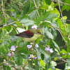 Crimson-backed Sunbird