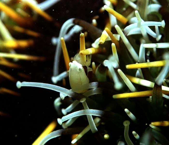 Sea Urchin Bumble Bee Shrimp