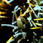 Sea Urchin Bumble Bee Shrimp