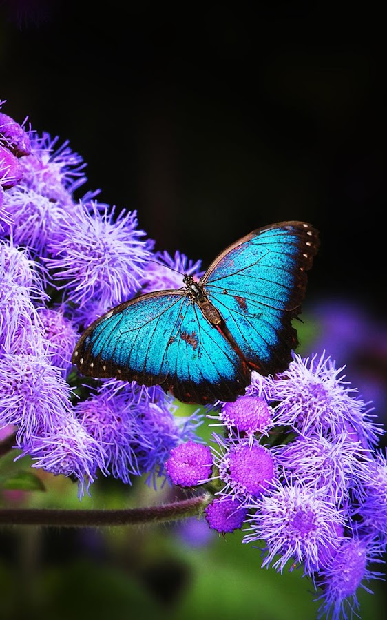Butterfly Live Wallpaper - screenshot