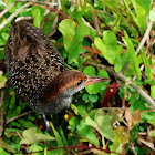 Slaty-breasted rail