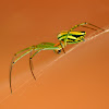 Leucauge Spider