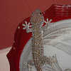 Tokay Gecko