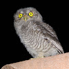eastern screech owl chick