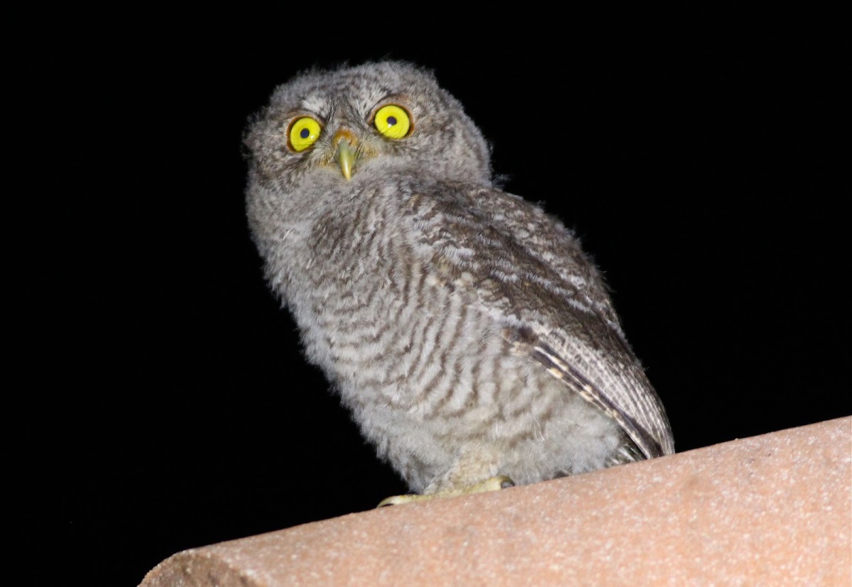 eastern screech owl chick