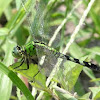 Eastern Pondhawk