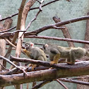 Common Squirrel monkey