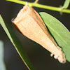 Ribbed case-moth