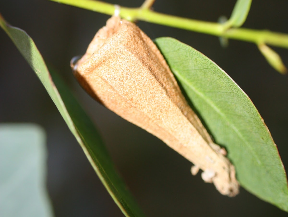 Ribbed case-moth