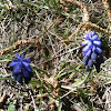 Grape Hyacinth / Epergyöngyike