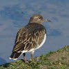 Black Turnstone