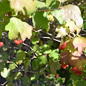 American Cranberry