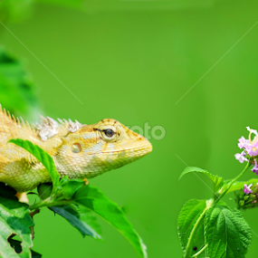 prey and preditor by Avik Mondal - Animals Other