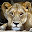 Wild Lion Jigsaw Download on Windows