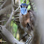 Boat-billed Heron